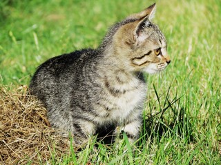 Obraz premium cat in the grass