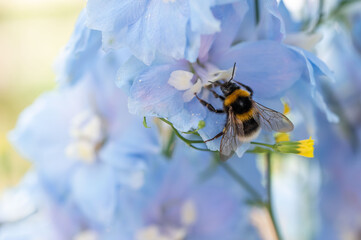A bumblebee on a blue Delphinium flower macro