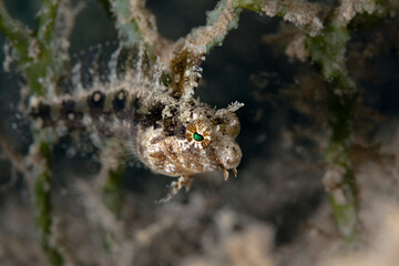 Blenny Petroscirtes mitratus. Underwater world of coral reef near Makadi Bay, Hurghada, Egypt