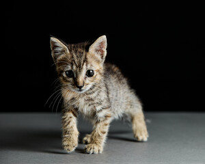 Fototapeta na wymiar Portrait of a beautiful kitten posing alone on a dark background