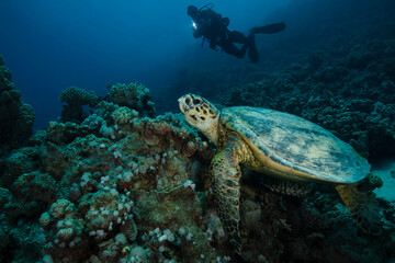 Naklejka na ściany i meble The Hawksbill sea turtle (Eretmochelys imbricata). Underwater Red Sea seascape. Coral reef near Makadi Bay, Egypt
