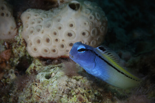 The Red Sea mimic blenny (Ecsenius gravieri). Underwaterworlld coral reef near Makadi Bay, Egypt