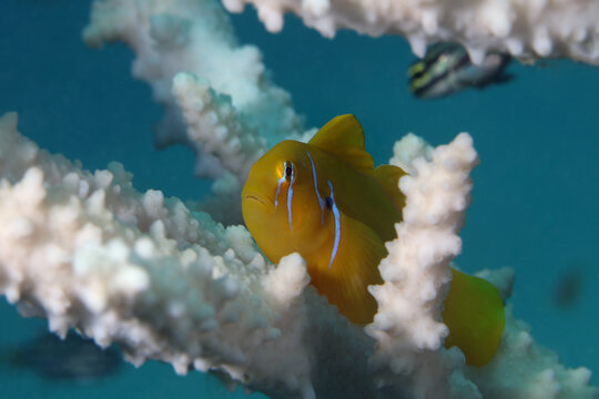 The Lemon Coral Goby (Gobiodon citrinus). Underwater word of the Red Sea. Photo was taken in Makadi Bay, Hurghada, Egypt