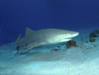 Obraz na płótnie Canvas Lemon Shark on the Reef