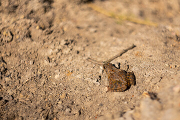 Little brown frog on the sand on the ground
