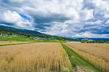小麦畑と田舎の風景　松本市