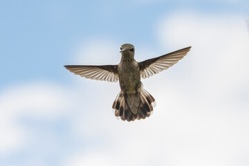Black-Chinned Hummingbird (Archilochus alexandri) Female Head-on