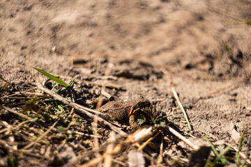 Little brown frog on the sand on the ground