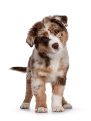 Cute red merle white with tan Australian Shepherd aka Aussie dog pup, standing facing front. Looking towards camera with cute head tilt, mouth closed. Isolated on a white background.