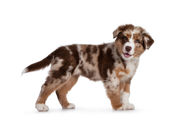 Cute red merle white with tan Australian Shepherd aka Aussie dog pup, standing side ways. Looking towards camera with cute head tilt, mouth open showing tongue. Isolated on a white background.