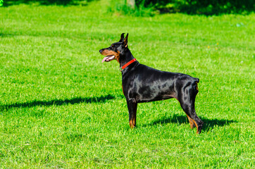 Fototapeta premium Black doberman on the meadow grass in summer