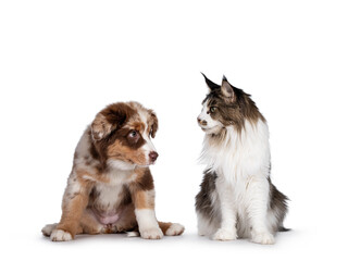 Cute red merle white with tan Australian Shepherd aka Aussie dog pup and bicolor ticked Maine Coon cat, sitting side to side looking at each other. Isolated on a white background.