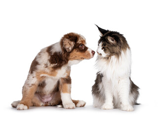 Cute red merle white with tan Australian Shepherd aka Aussie dog pup and bicolor ticked Maine Coon...