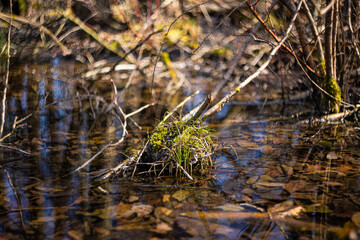 A bump with grass in the middle of a forest swamp