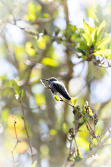 Hummingbird Resting On A Branch