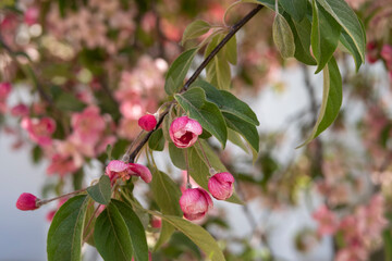 Obraz premium Blooming branch with pnk flowers. Background image.