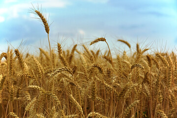 Scene of a wheat field during summer with sky.