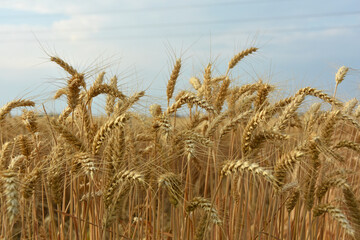 Scene of a wheat field during summer with sky.