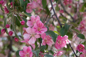 Cherry tree blossom. Spring season.