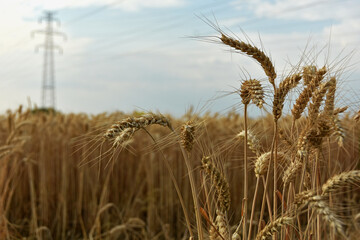 Golden wheat field