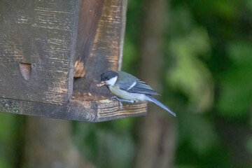 A fir tit sits at the Bird feeder in front of trees