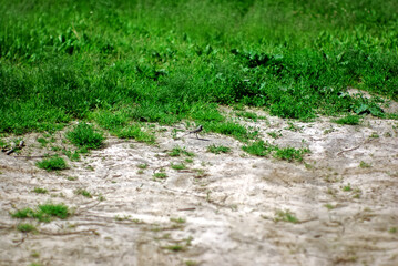 Fototapeta na wymiar the wagtail stands in the grass