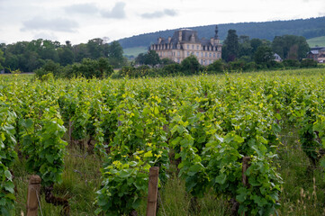 Green grand cru and premier cru vineyards with rows of pinot noir grapes plants in Cote de nuits,...