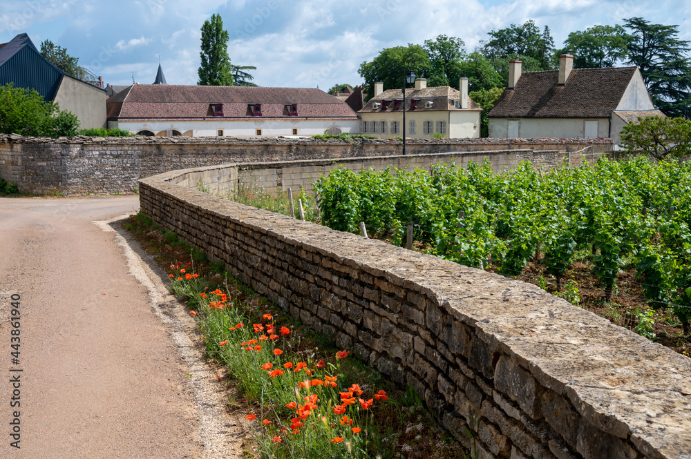 Wall mural Green grand cru and premier cru vineyards with rows of pinot noir grapes plants in Cote de nuits, making of famous red Burgundy wine in Burgundy region of eastern France.