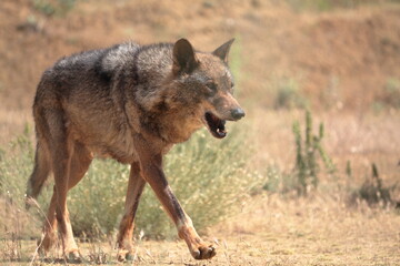 Fototapeta premium Iberian wolves (Canis lupus signatus) stalking among the Mediterranean vegetation.