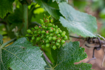 Young green grapes on grand cru and premier cru vineyards with rows of pinot noir grapes plants in Cote de nuits, making of famous red Burgundy wine in Burgundy region of eastern France.