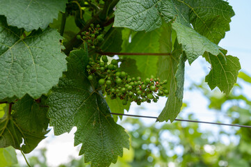 Young green grapes on grand cru and premier cru vineyards with rows of pinot noir grapes plants in...