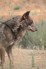 Medium shot of Iberian wolf (Canis lupus signatus) in profile.