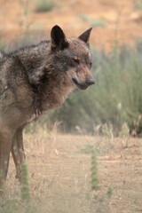 Medium shot of Iberian wolf (Canis lupus signatus) in profile.