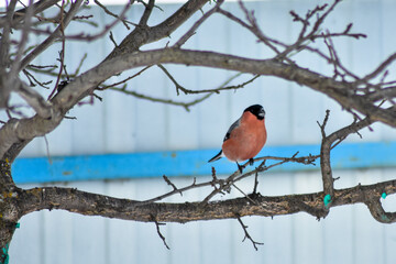 birds eat seeds in the garden in winter