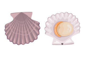 Scallop on white background, seafood.