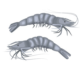 Shrimp on white background, seafood.