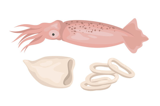 Squid on white background, seafood.
