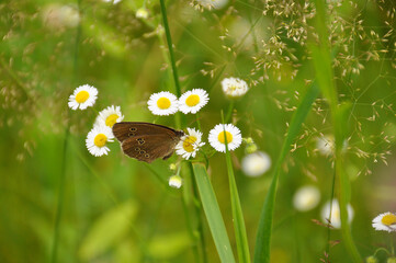 Butterfly on beautiful flower close-up. Insects, wildlife, nature, macro, animals, wallpaper,...