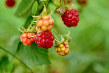 The picture shows a close-up of a branch with ripe raspberries.