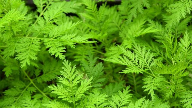 sweet annie, chinese medicinal herb with leaves and camera drive