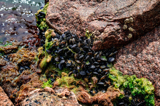 Mediterranean mussel (Mytilus galloprovincialis) grow on red granite stones in Zaliznyi Port (Ukraine). Colony of black mussels among green algae in the Black Sea