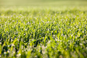 Fototapeta premium dew green grass