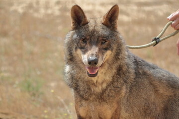 Iberian wolf (Canis lupus signatus) domesticated with its keeper.