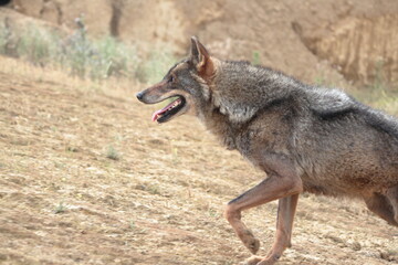 Medium shot of Iberian wolf (Canis lupus signatus) in profile.