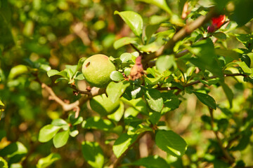 pigwa , Cydonia oblonga Mill
