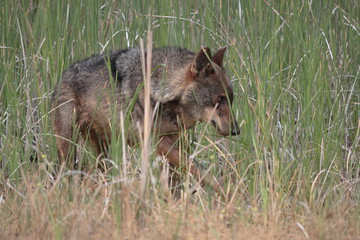 Iberian wolf (Canis lupus signatus) among the vegetation of a wetland.