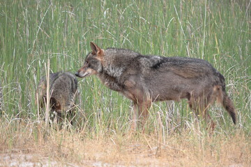 Naklejka na ściany i meble couple Iberian wolf (Canis lupus signatus) in the vegetation of a wetland.