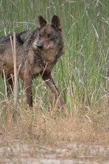 Fototapeta premium Iberian wolf (Canis lupus signatus) among the vegetation of a wetland.