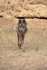 Iberian wolf (Canis lupus signatus) walking among the eroded land.