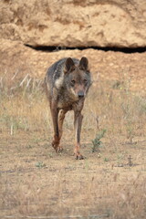 Iberian wolf (Canis lupus signatus) walking among the eroded land.